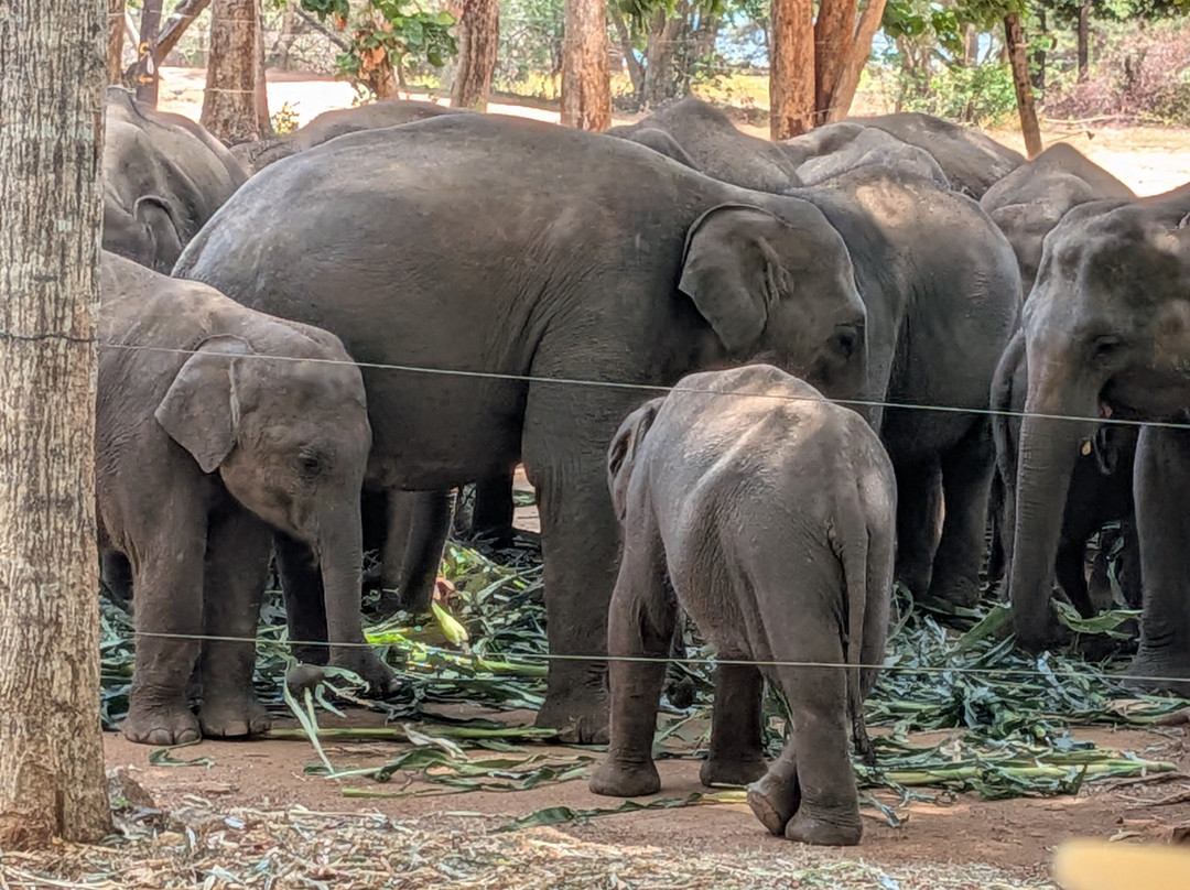 Tony Sri Lanka Tours-亚洪加拉必去景点