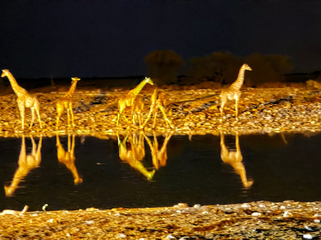 Okaukuejo waterhole-纳米比亚埃托沙国家公园必去景点