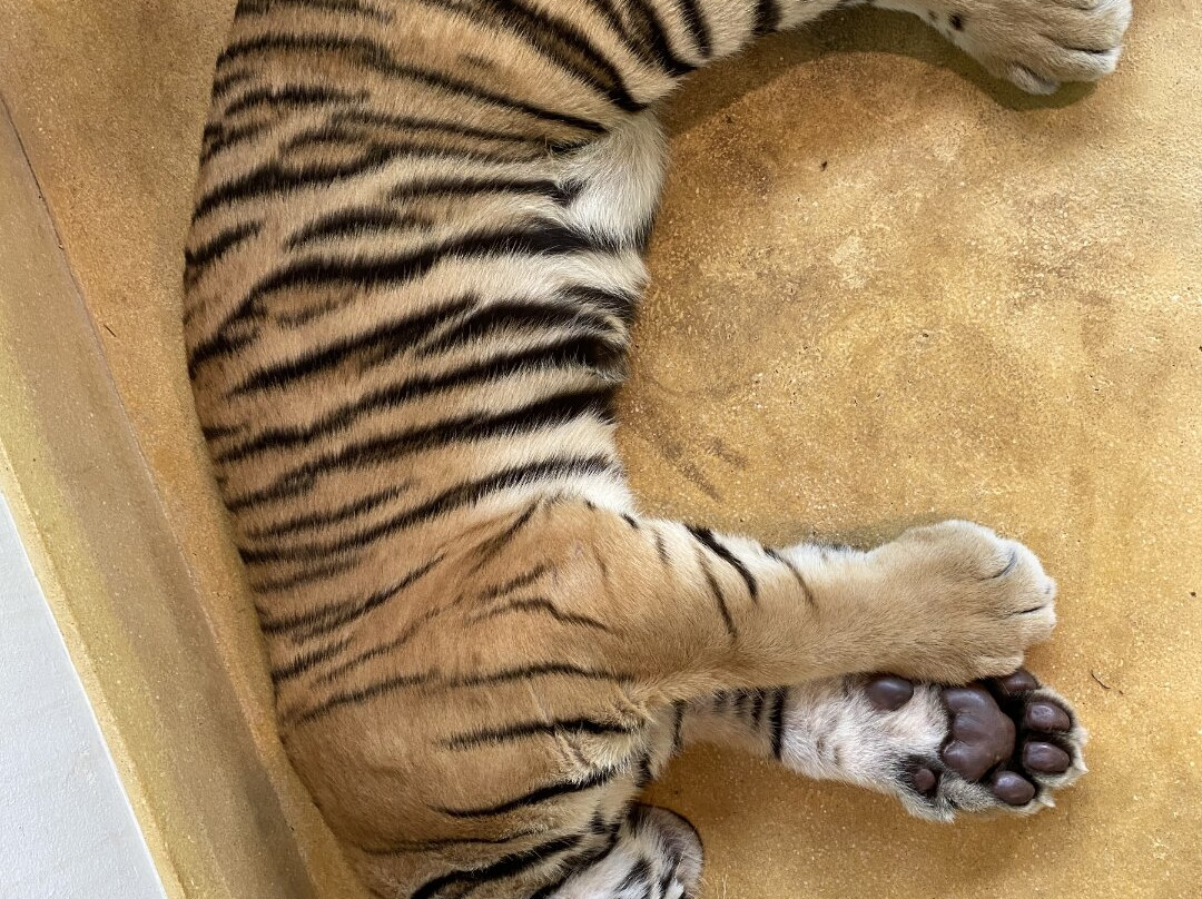 Tiger PARK Phuket-查龙必去景点