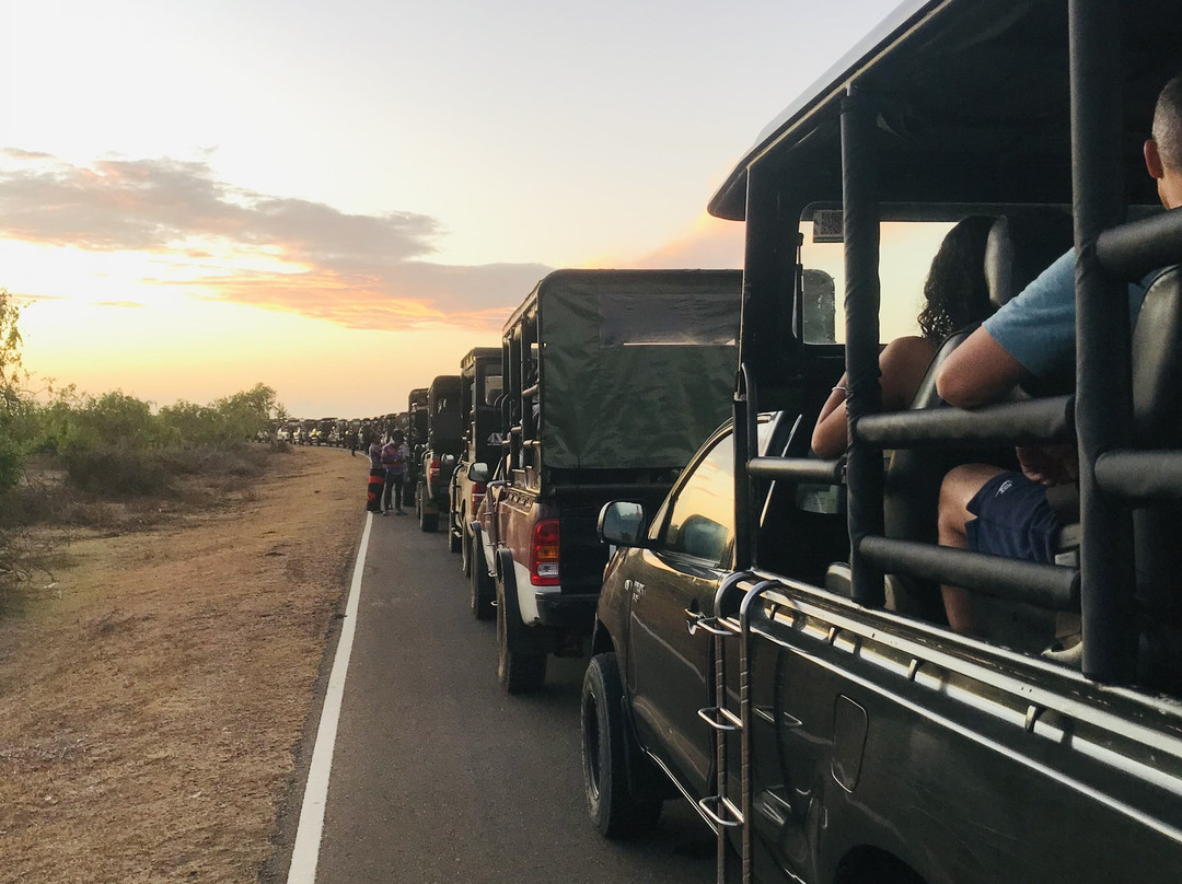 Panchi Safari Jeep Tours-蒂瑟默哈拉默必去景点