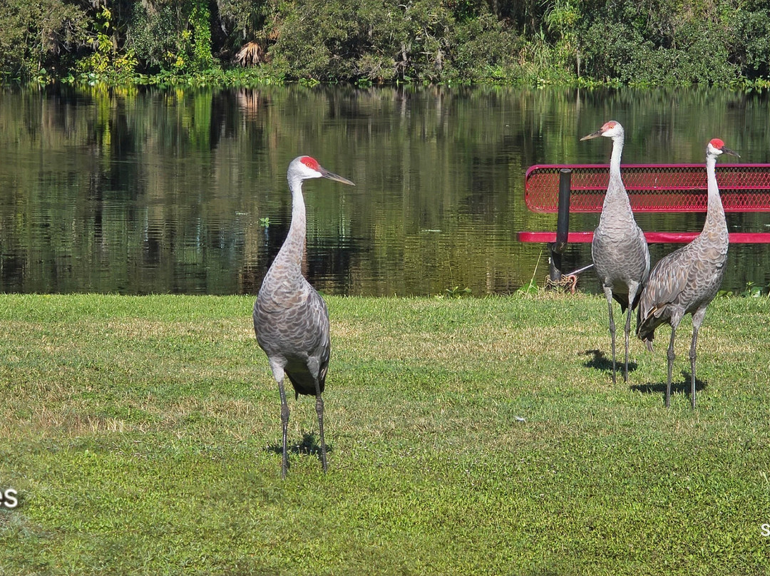 St. John's River Eco Tours, LLC-DeBary必去景点