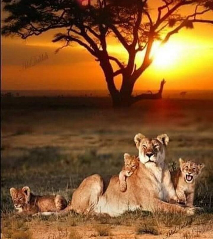 Africkson Safaris-Meru Town必去景点