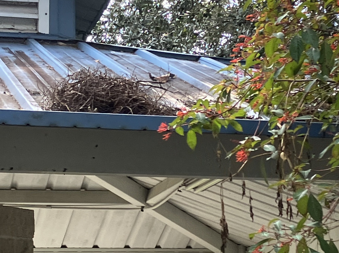 Largo Central Park Nature Preserve-拉哥必去景点