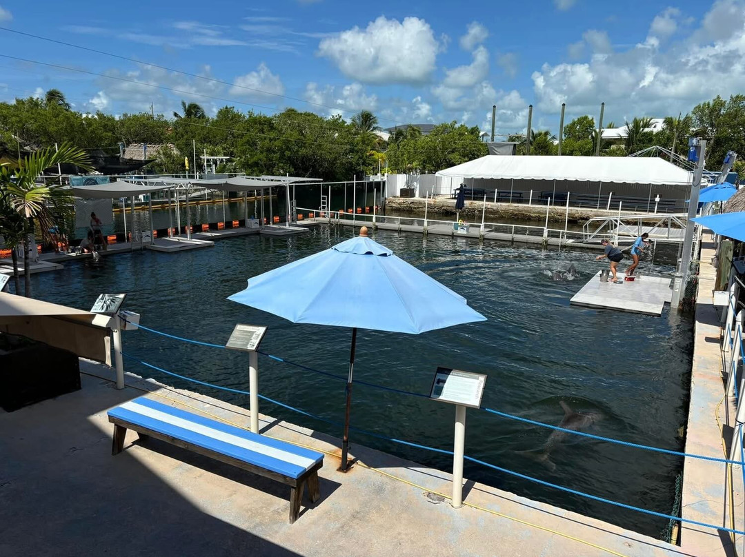 Dolphin Life-拉哥岛必去景点