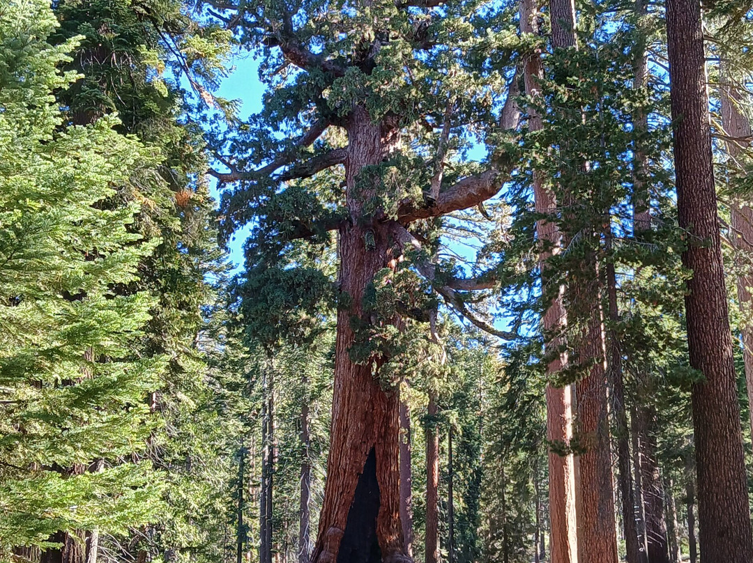 Mariposa Grove of Giant Sequoias-优胜美地国家公园必去景点