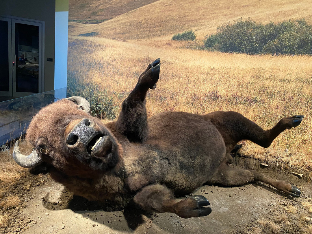 艾伯塔皇家博物馆-埃德蒙顿必去景点