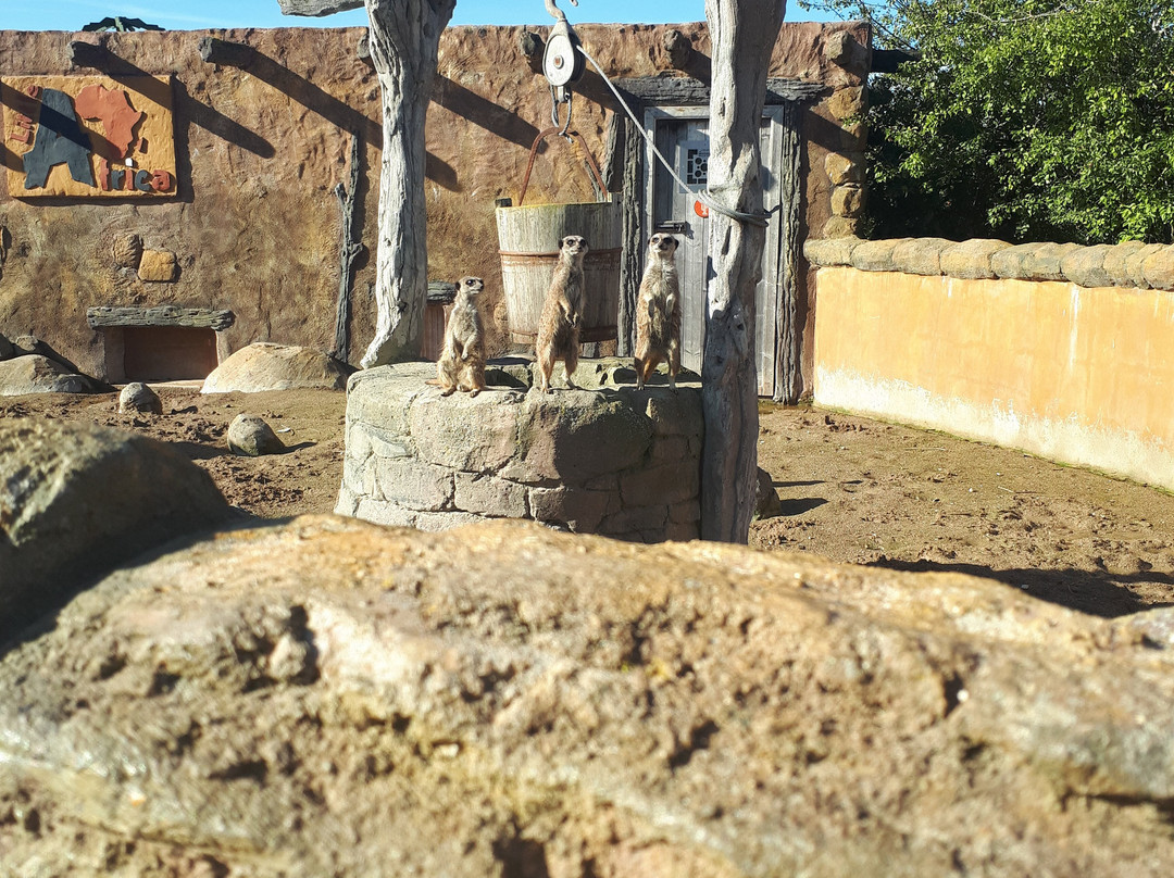 Lincoln Zoo-Newball必去景点