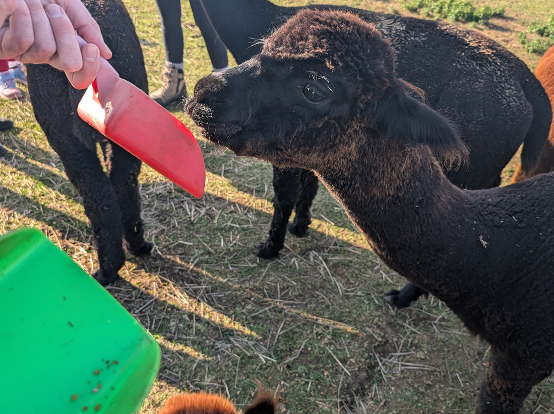 The Alpaca Centre at JandJ Alpacas-特伦特河畔纽瓦克必去景点