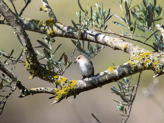 Mallorca Nature Tours-Pollenca必去景点