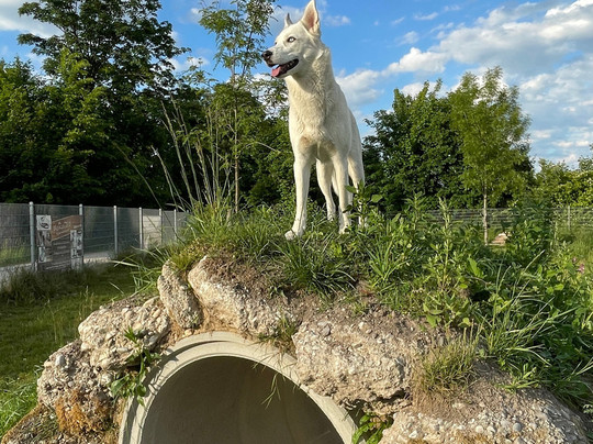 Innsider Hundewiese Ampfing-Ampfing必去景点