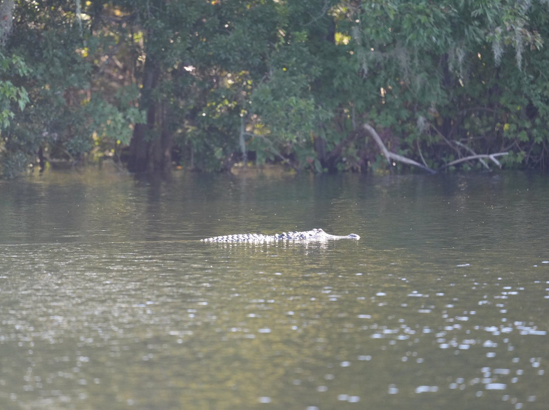 Airboat And Gator Charters-De Leon Springs必去景点