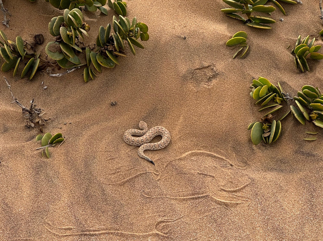Living Desert Adventures Discover the Little 5-斯瓦科普蒙德必去景点