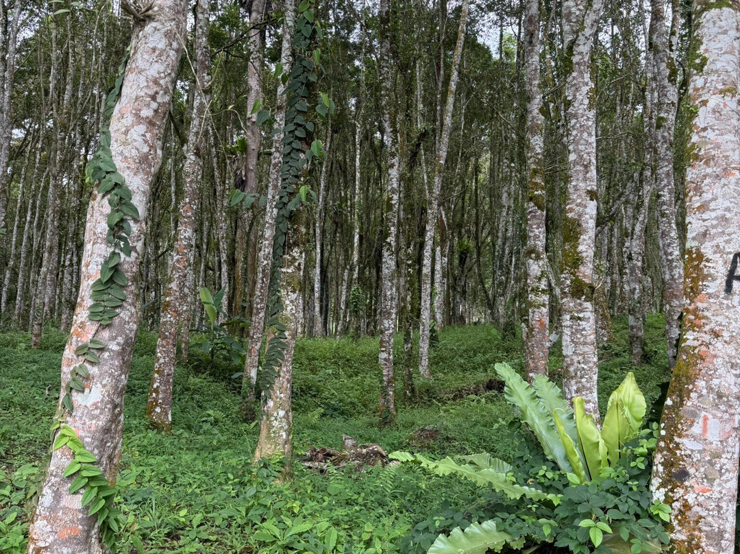 Gaharu Tea Valley-务边必去景点