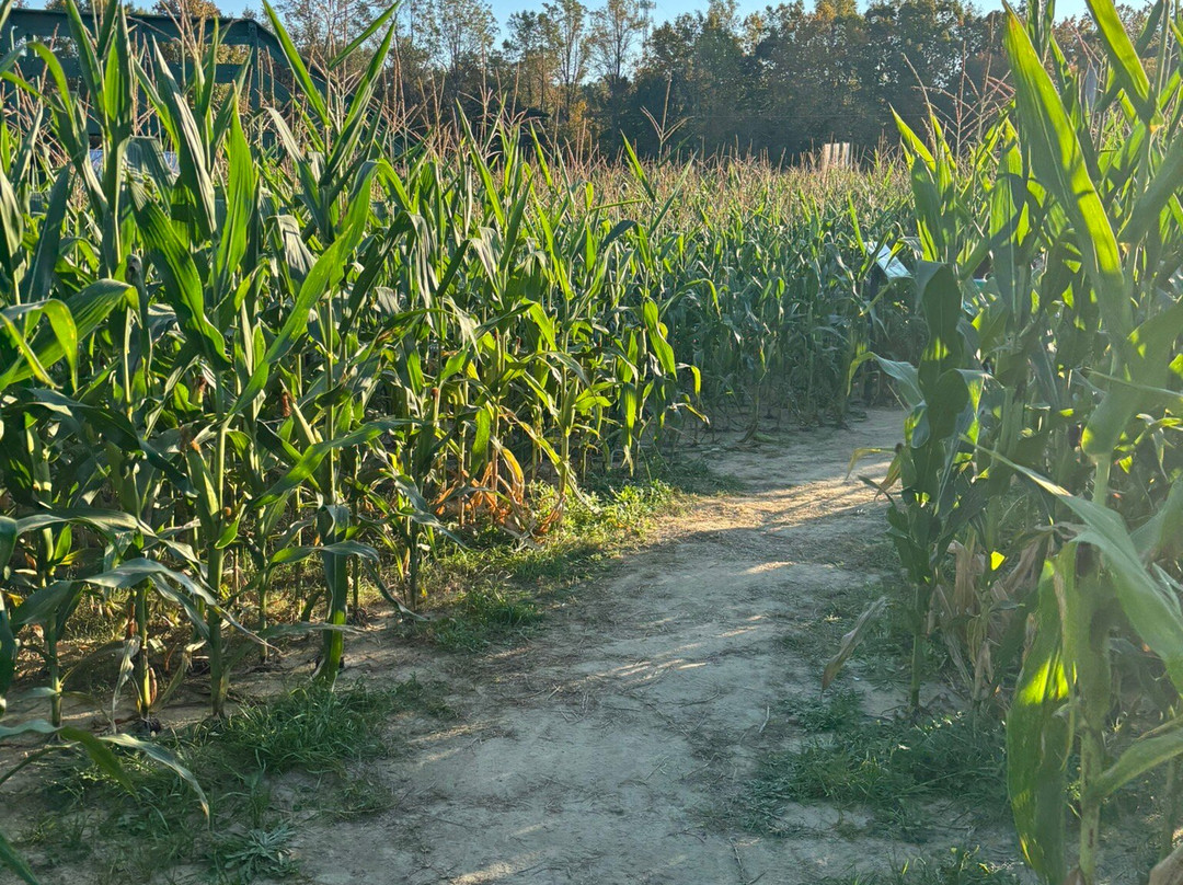 Kersey Valley Maize Adventure-Archdale必去景点