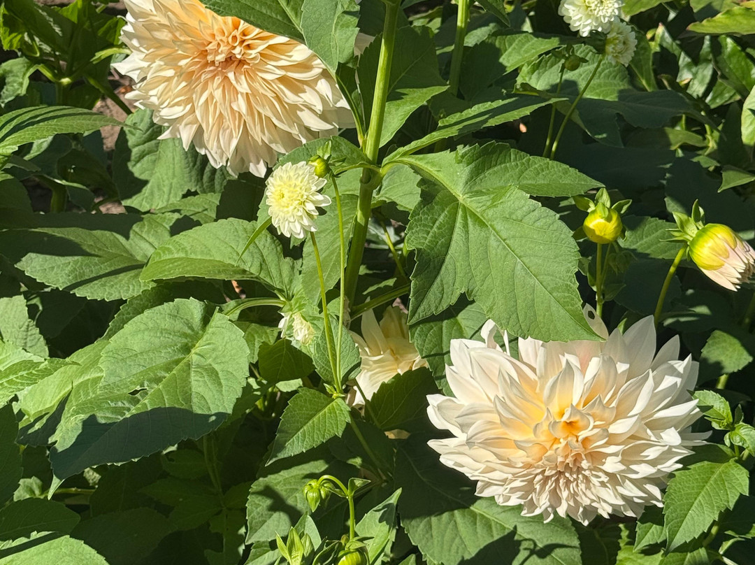 Glensheen - The Historic Congdon Estate-德卢斯必去景点