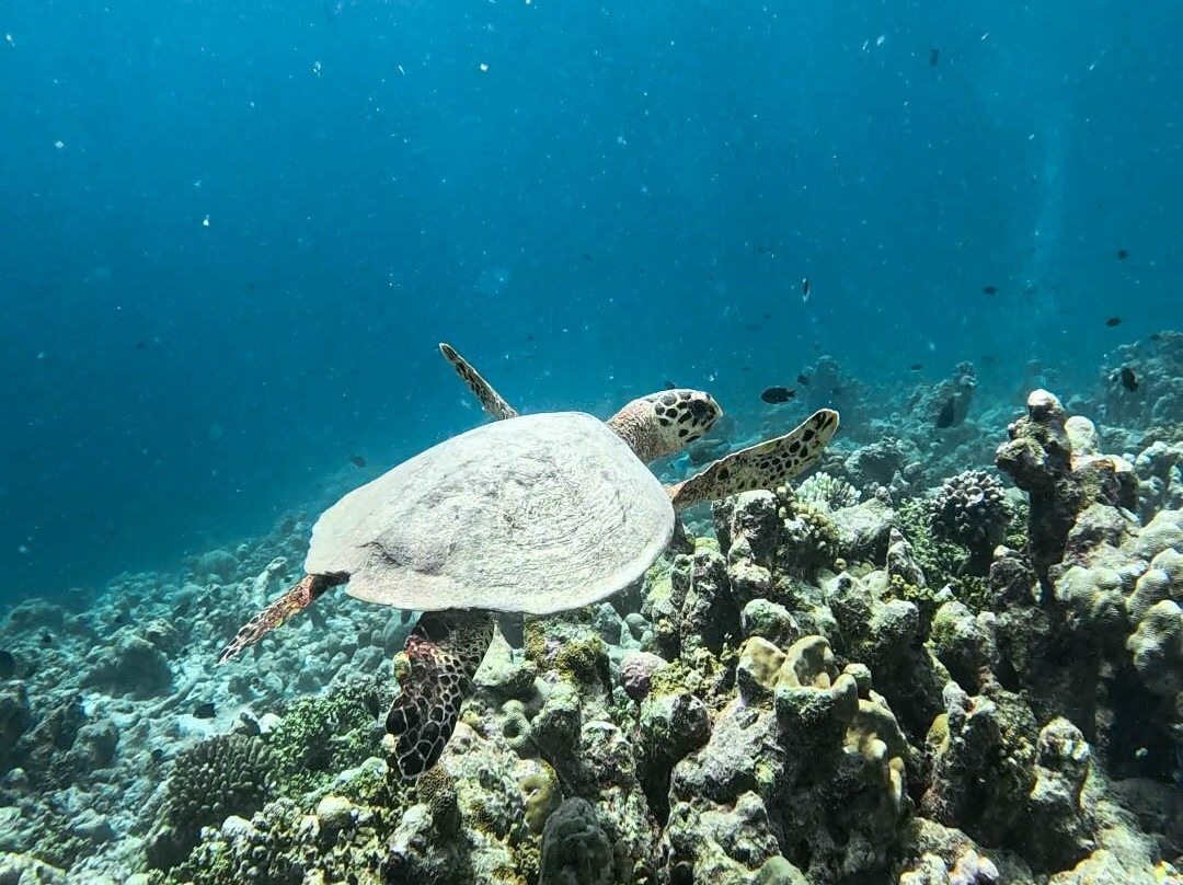 Flow Ventures-Fulhadhoo Island必去景点