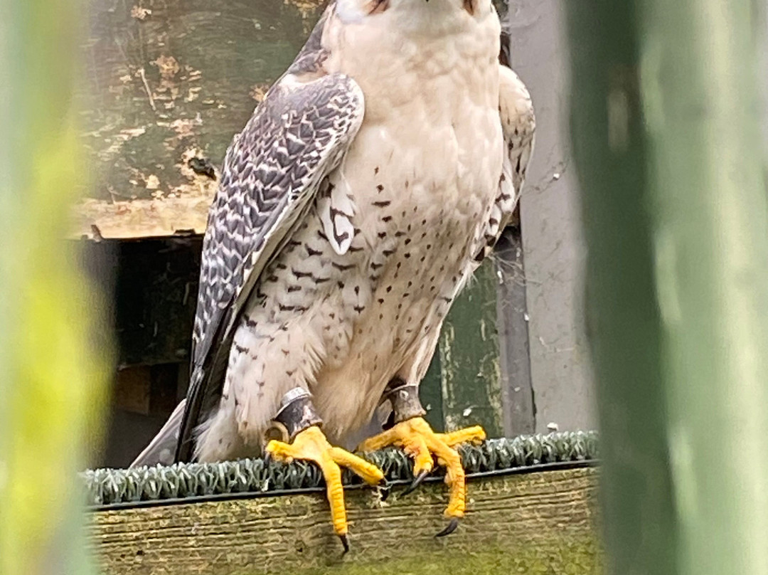 Falconry Days-赫克瑟姆必去景点