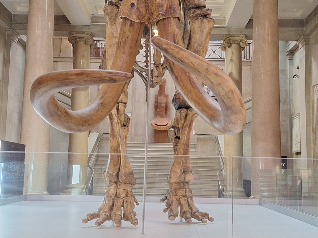 National Museum Cardiff-卡迪夫必去景点