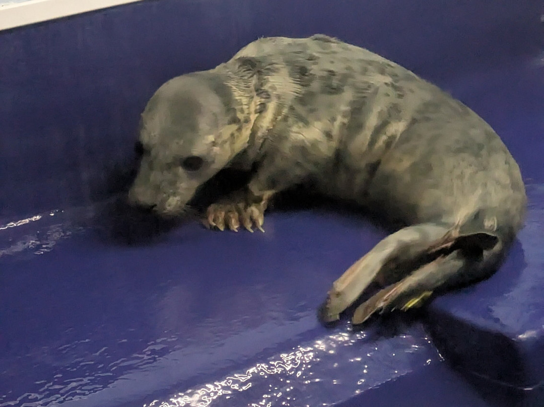Cornish Seal Sanctuary,SEA LIFE Trust-Gweek必去景点