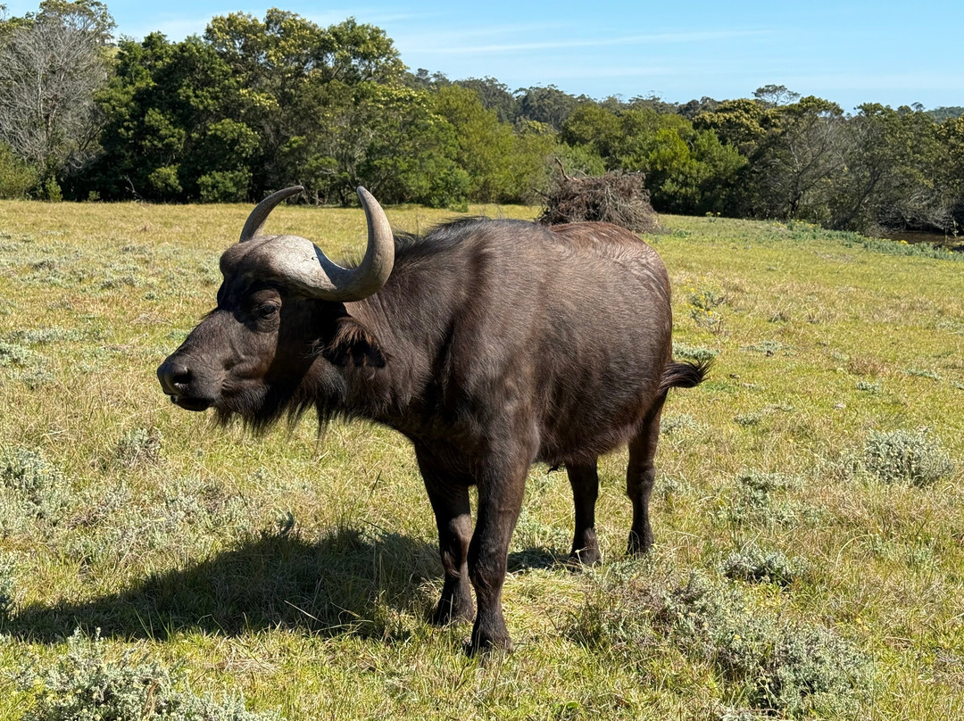 Kragga Kamma Game Park-伊丽莎白港必去景点