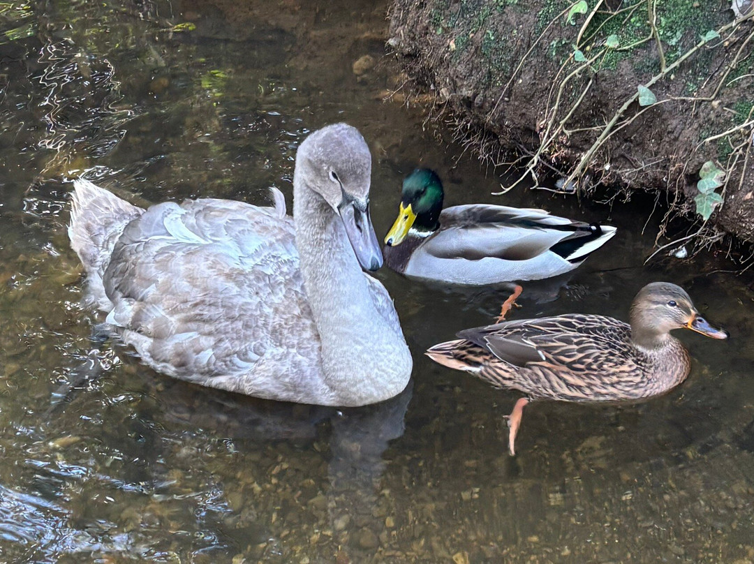 Abbotsbury Swannery-Abbotsbury必去景点