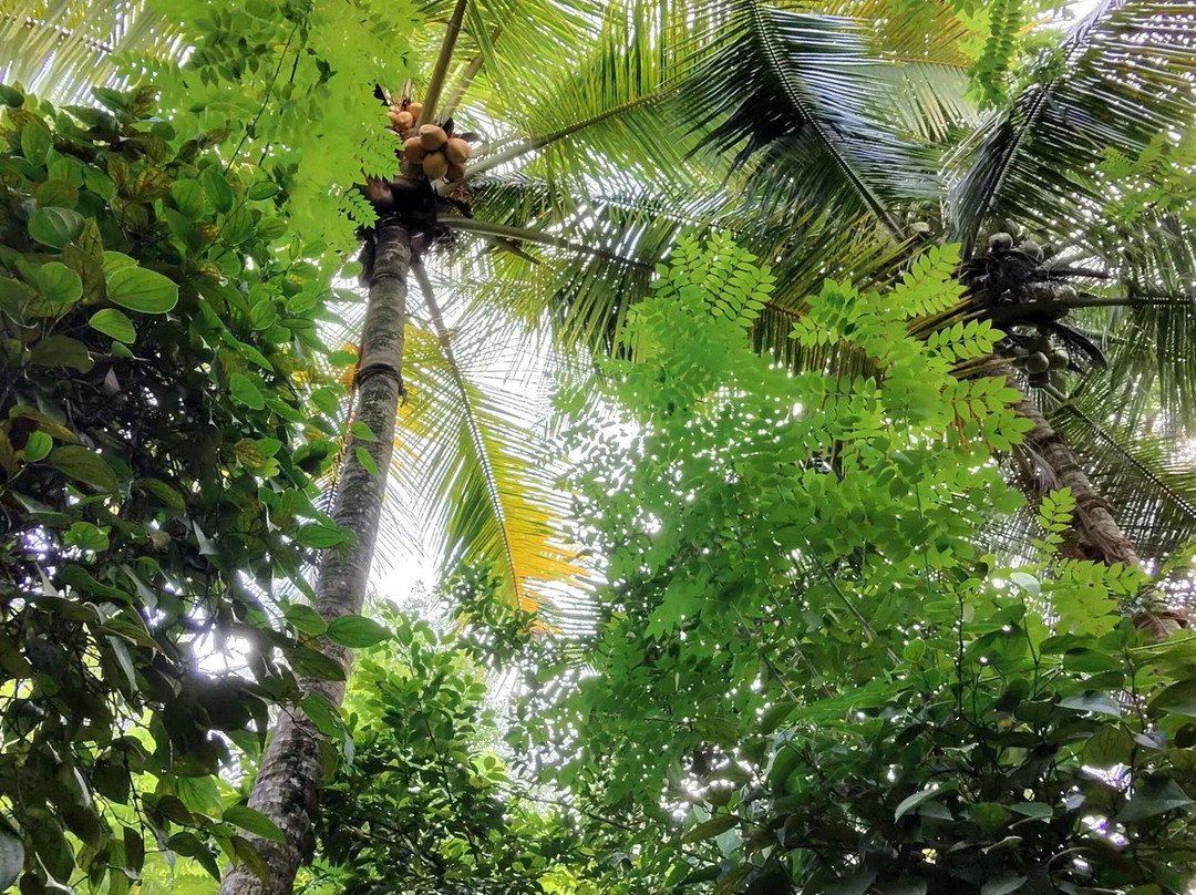 Kandy Spice Walk-康提必去景点