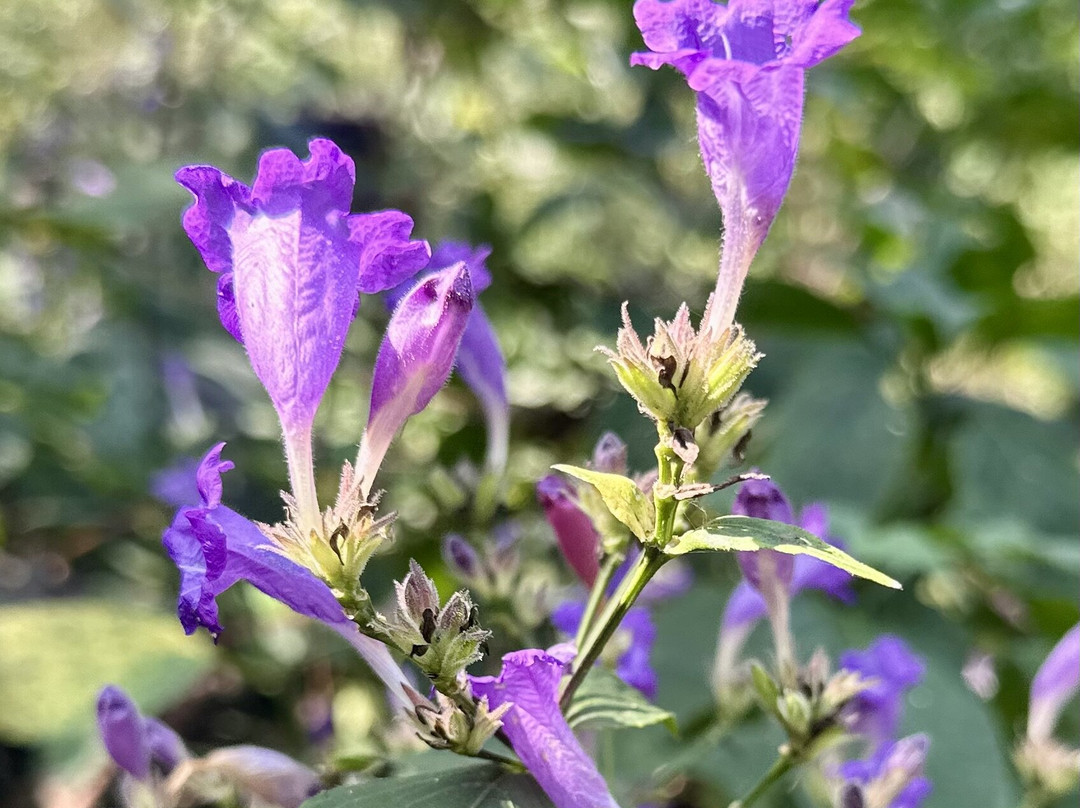 Rishikesh Day Tour-里希克虚必去景点