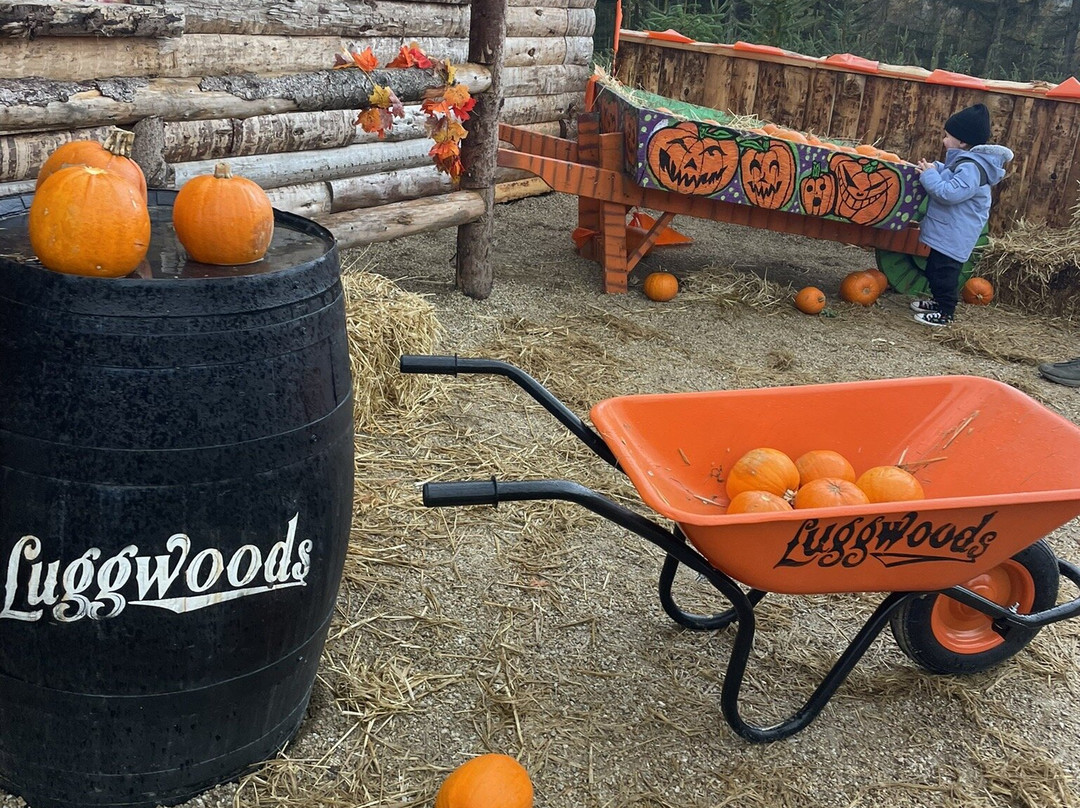 Luggwoods-Saggart必去景点