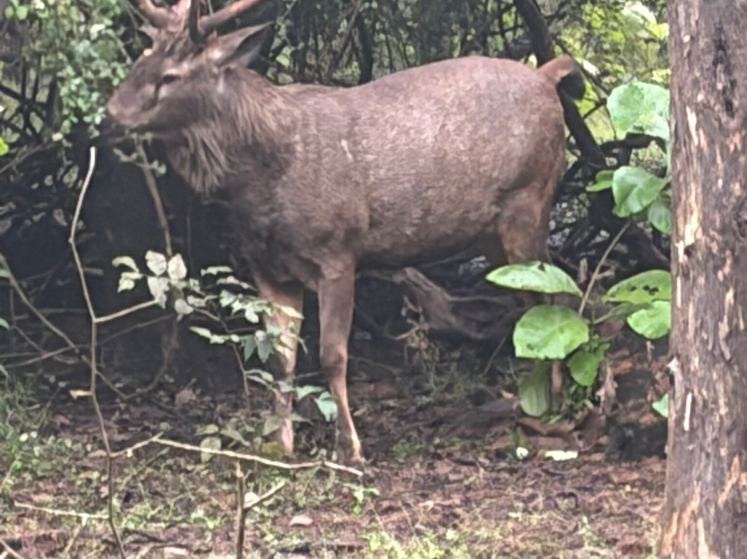 Club Mahindra Gir Resort主图