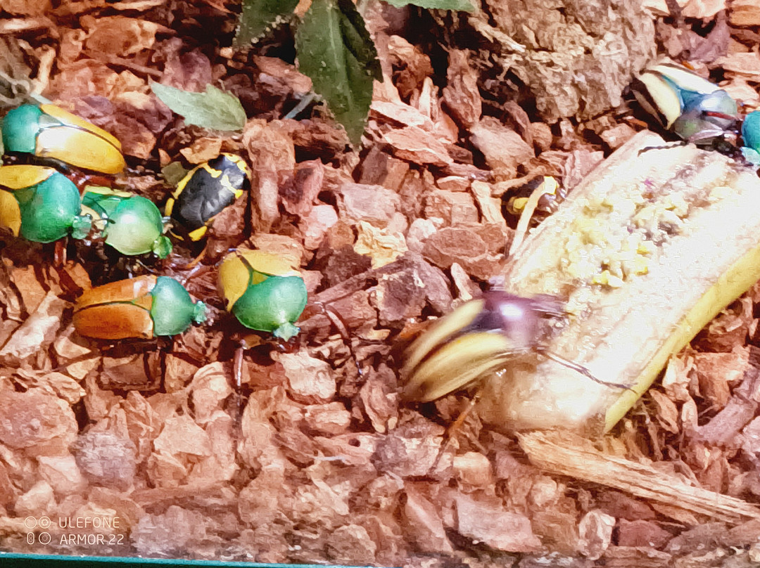 奥杜邦昆虫博物馆-新奥尔良必去景点