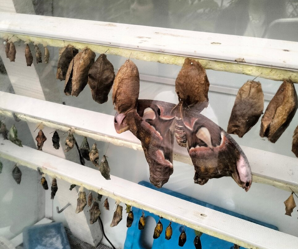 Casa delle Farfalle-Viagrande必去景点