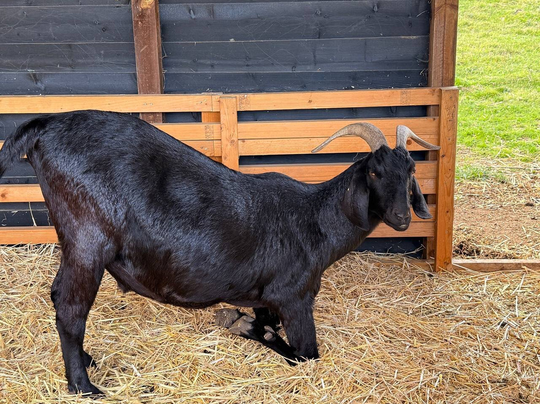 White Elm Garden Centre & Tea Room