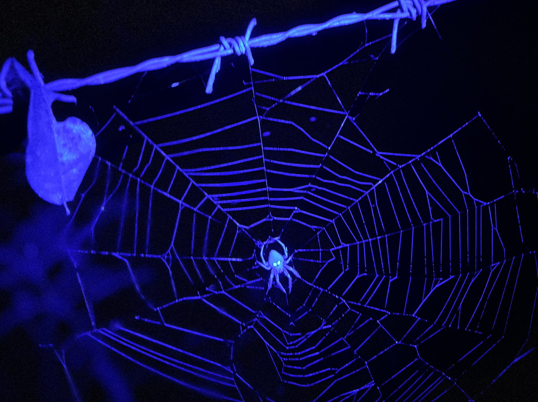 Forested India Expeditions-Sringeri必去景点