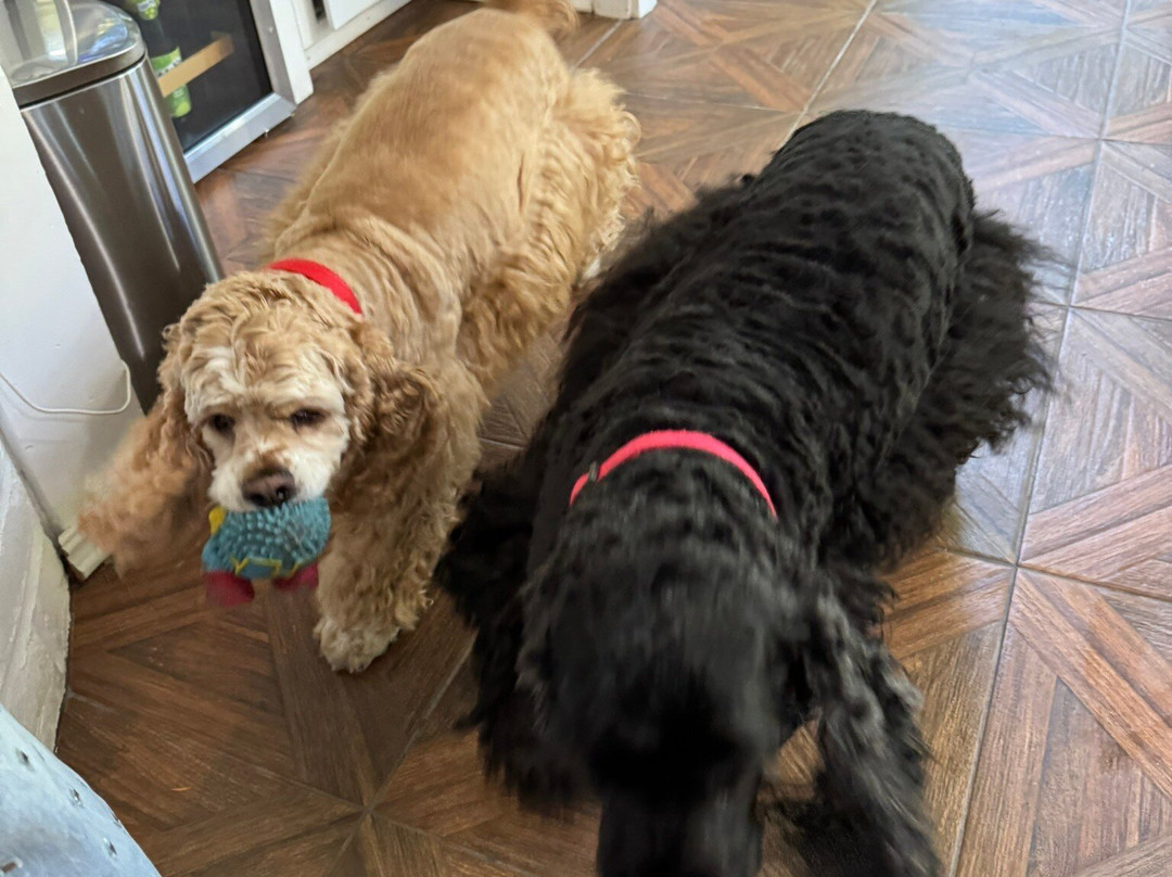 Potter's Foothill House B&B主图