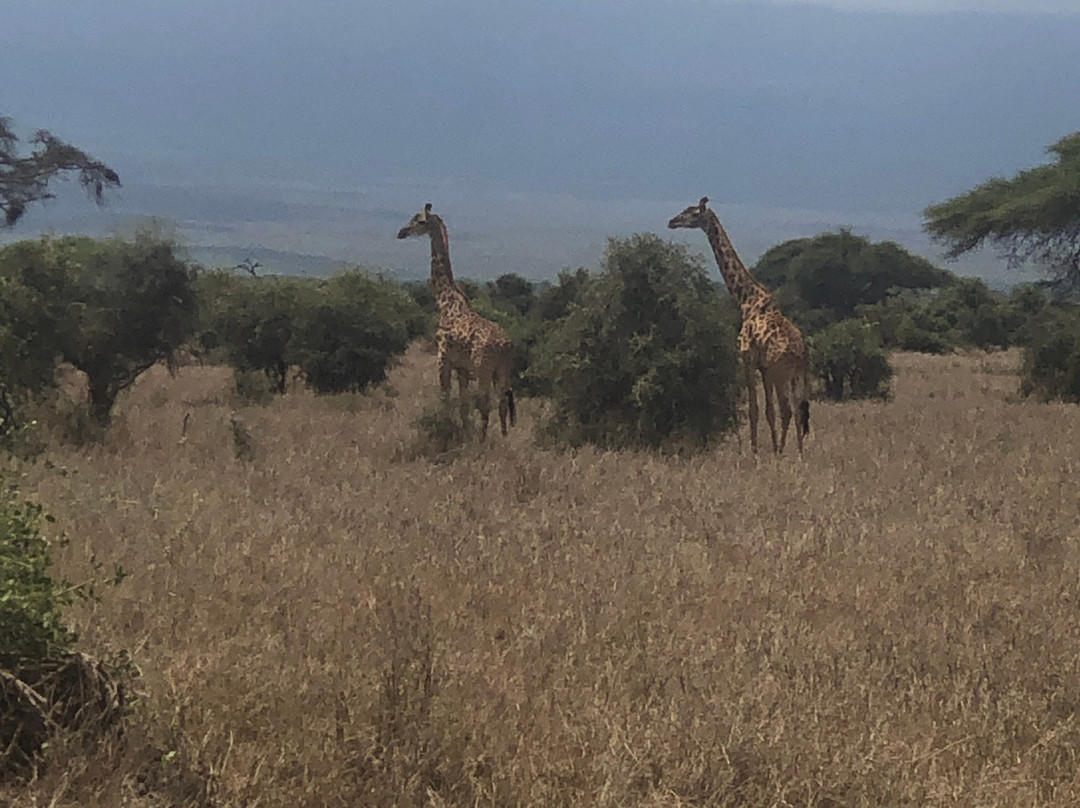 Amboseli National Park-Amboseli Eco-system必去景点