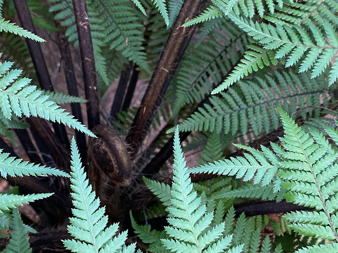 Gumdiggers Park-Awanui必去景点