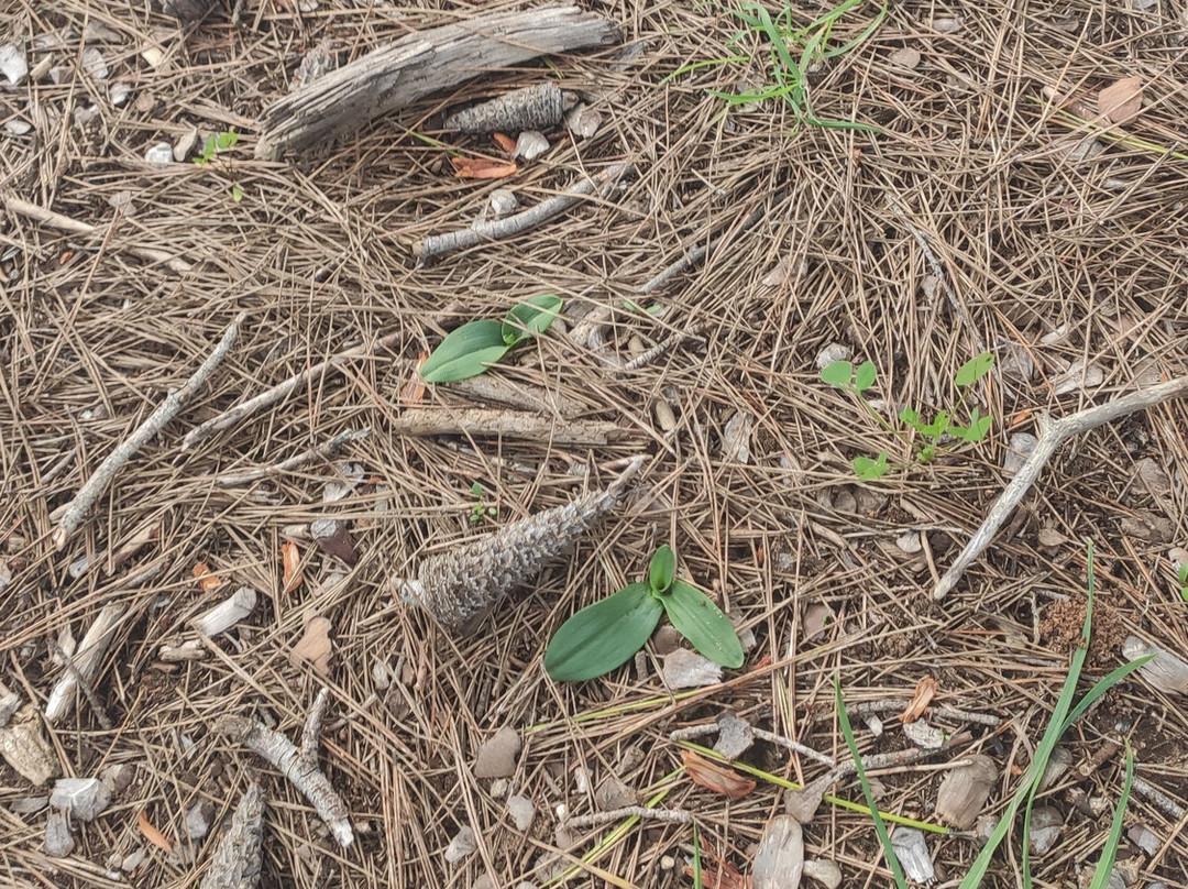 Riserva Naturale Le Cesine-Vernole必去景点