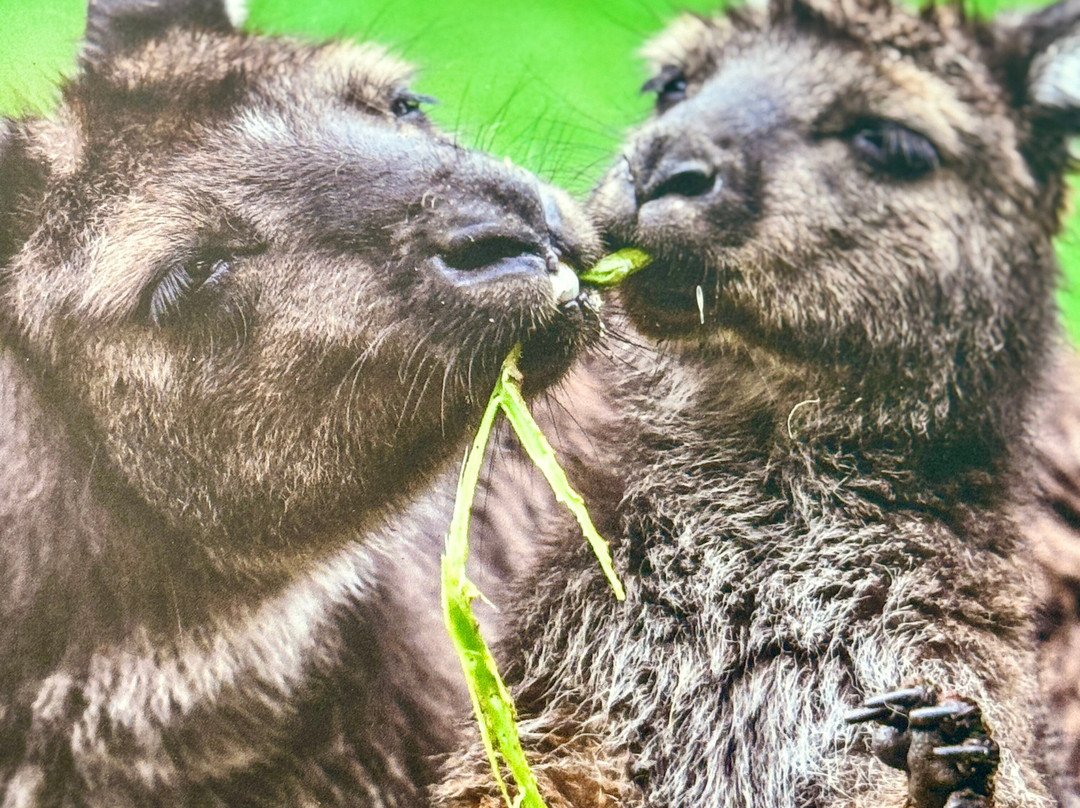 Blue Mountains Tours-格兰布鲁克必去景点