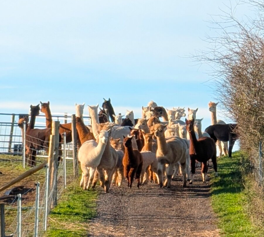 Charnwood Forest Alpacas-Boundary必去景点