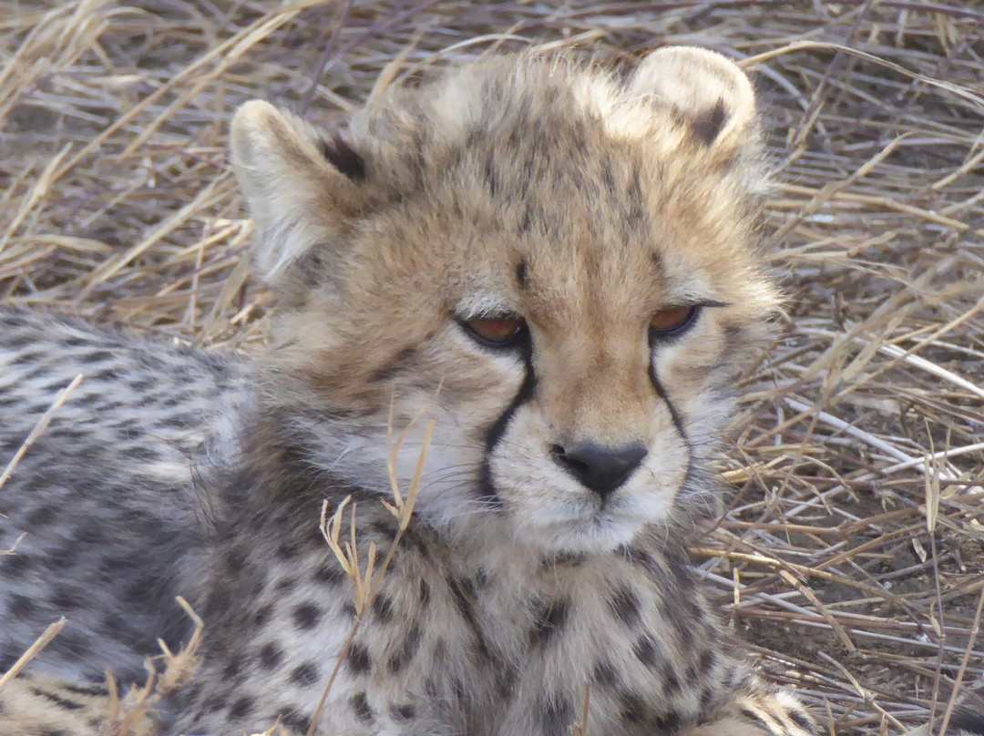 Monkey Adventures-莫西必去景点