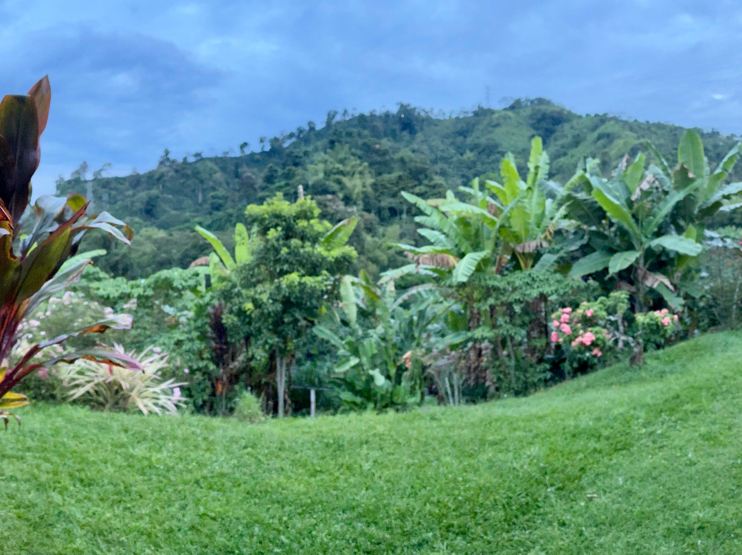 Hacienda Venecia Coffee Farm主图