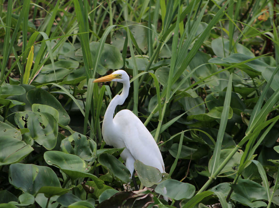 Amazon Discovery-伊基托斯必去景点