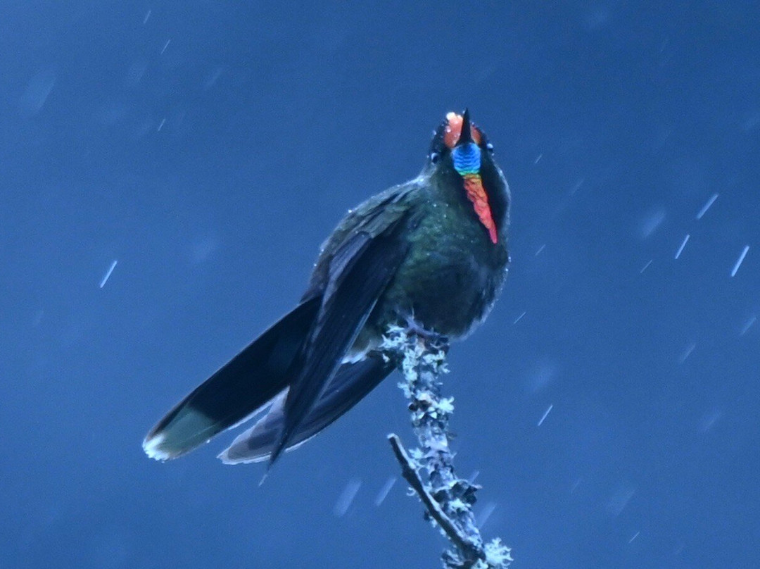 Ecuador Birds Tours-基多必去景点