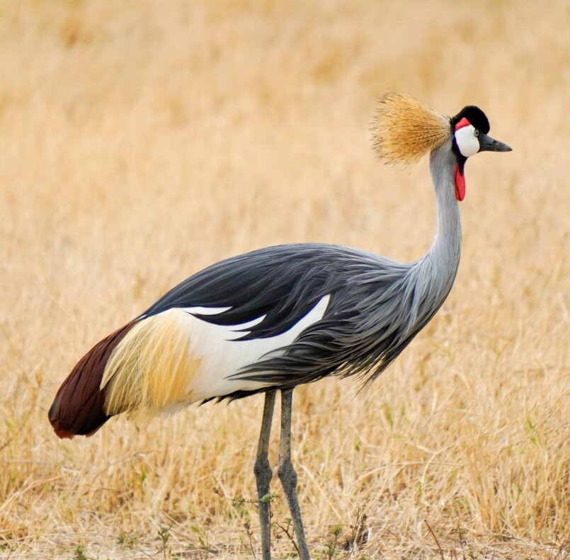 Tansania Reiseabenteuer SDL GmbH-柏林必去景点