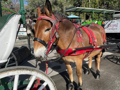 Royal Carriages-新奥尔良必去景点
