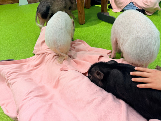 Mipig Cafe Fukuoka-Chuo必去景点