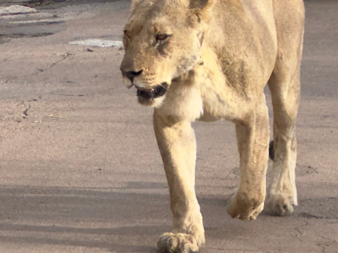 Loisico Tours and Excursions-Bloubergstrand必去景点