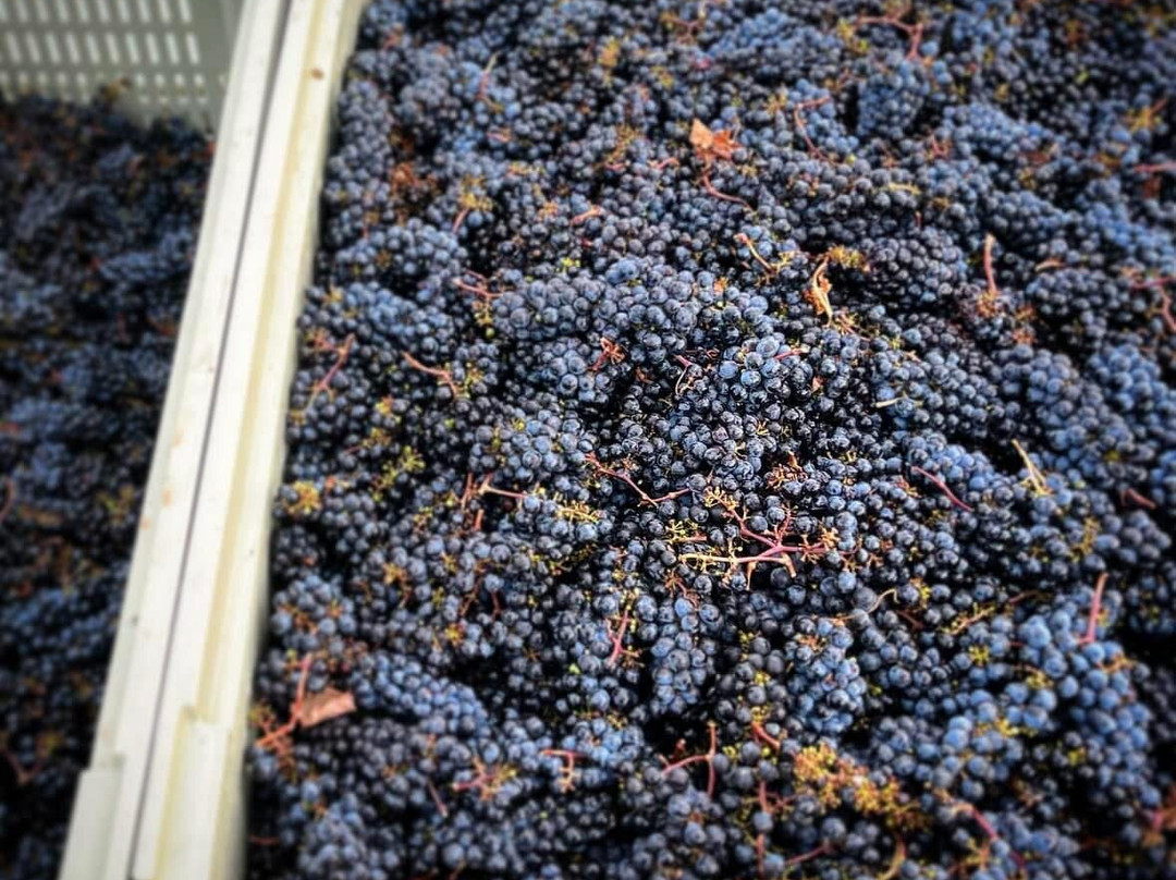 Ecco Adesso Vineyards-Fairfield必去景点