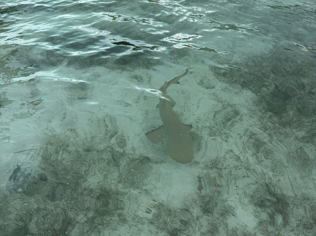 Rising Tide Tours-普罗维登西亚莱斯必去景点