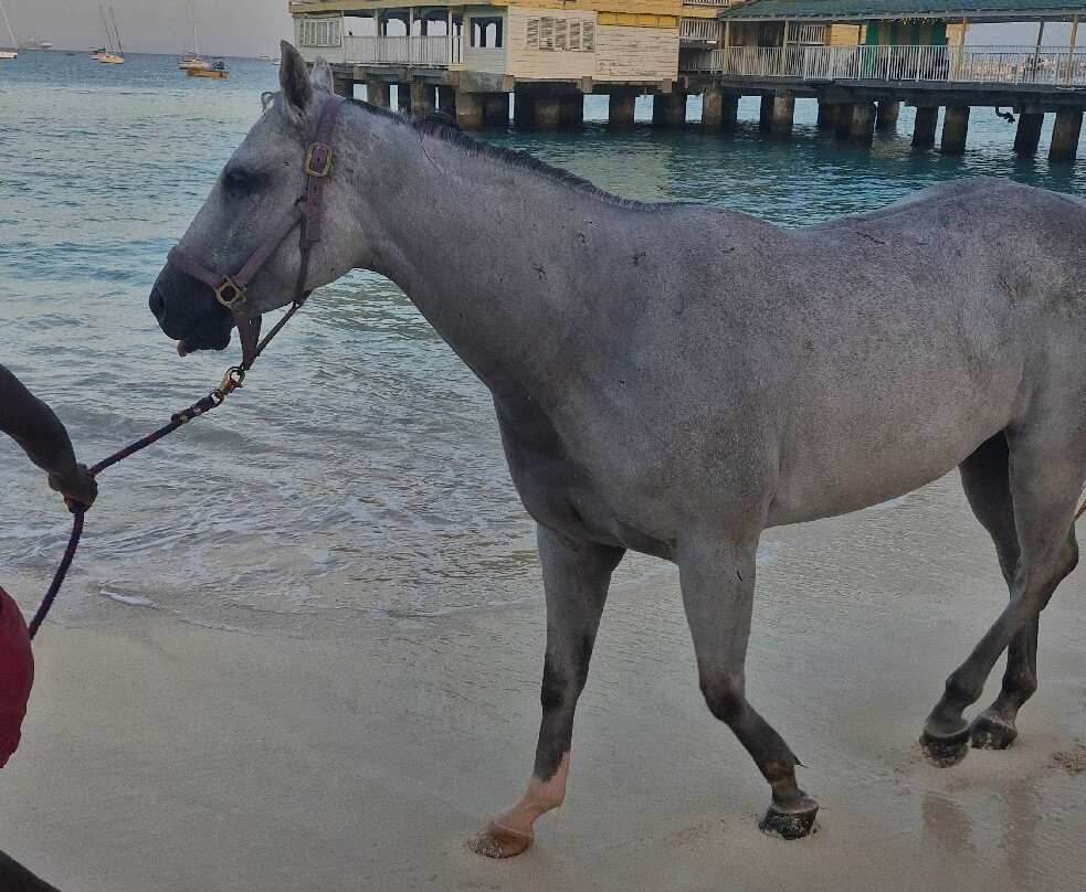 Pebbles Beach-布里奇顿必去景点